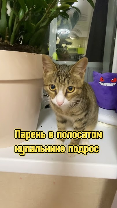 Парень в полосатом купальнике подрос 🐈 #котики #питомцы #cat #кот # ...
