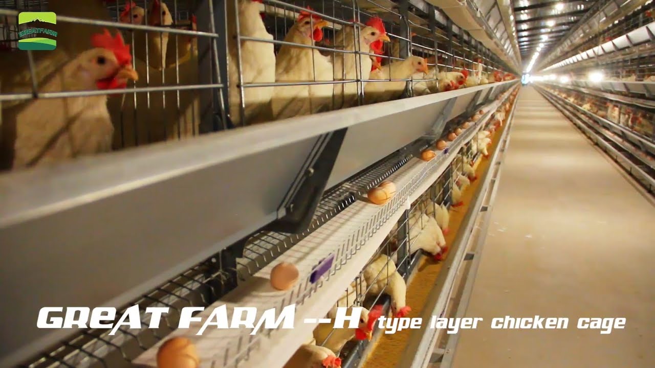 Popular H Type Layer Cage Chicken Poultry Cage For Automatic Feeding And  Drinking System For Chicken Farms In China