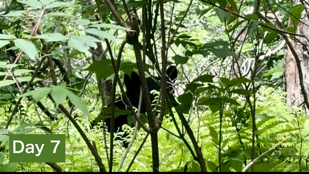 Big Meadows and A BEAR 😲| Appalachian Trail Shenandoah Section Hike