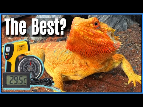 Thermometer Guide for Reptiles: The Best Types of Thermometers for