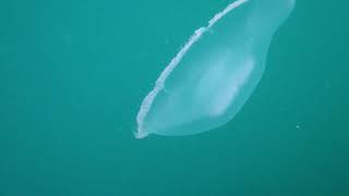 Common Jellyfish (Aurelia aurita)