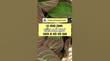 10 công dụng của lá mơ chưa ai nói với bạn #songkhoe #dinhduong #suckhoe #suckhoeviet #meosuckhoe