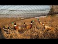 Full Plume Pheasants at the Pheasant Farm! (Plus Pigeons and Goats)