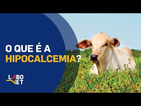 Vídeo: Febre Do Leite Em Vacas Leiteiras