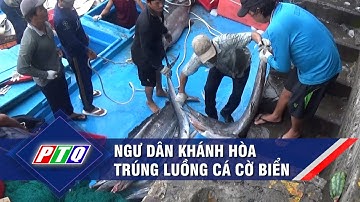 Ngư dân Khánh Hòa trúng luồng cá cờ biển   | PTQ