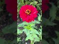 Zinnia farm 2025