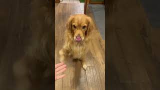 Моето сладко, умно куче #голденретривер #куче #goldenretriever