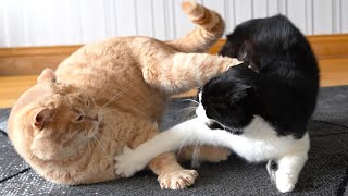 Cat Fight by Tom & Mimi 4,786 views 10 days ago 30 seconds