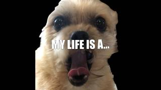 My Dog.