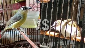 Opior jambul vs opior paruh tebal kelihatan jelas mentalnya