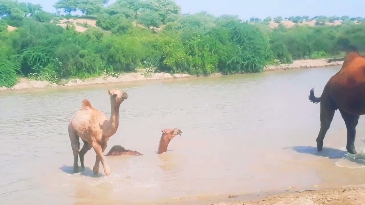 Camels drinking water it Thar desert |thar Camel 200 more Mile letters water drink 5 minute