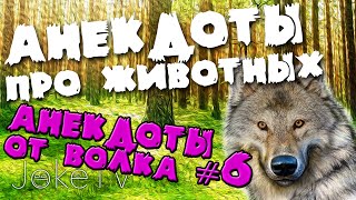 Анекдоты про животных. Анекдоты от Волка #6 Анекдоты про животных. Анекдоты от Волка #6