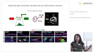 Lecture: Inflammatory Tuning of Epithelial Stem Cells, Shruti Naik screenshot 1