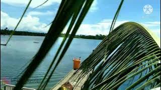 pemandangan siang hari dari atas pohon kelapa