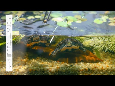 거북이가 사는 미니 늪지대 스팟티드 터틀 물멍 Mini Swampland Spotted Turtle MulMung 