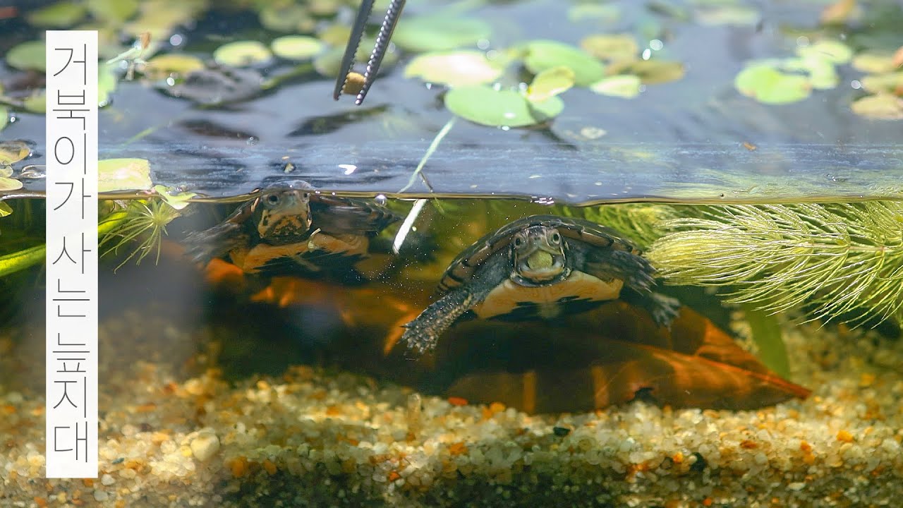 거북이가 사는 미니 늪지대 | 스팟티드 터틀 | 물멍 | Mini Swampland | Spotted turtle | MulMung