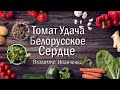 Томат Белорусское сердце очень урожайные красные сердечки