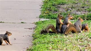 What Fox Squirrel Gang is Up to???