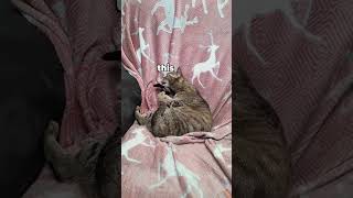 Love hate relationship
Upload Your Animal Video Here - https://linktr.ee/klr.productions
Instagram: https://www.instagram.com/klrproductions_/
TikTok: https://www.tiktok.com/@klrdubs?lang=en
Facebook: https://www.facebook.com/klrproductions/
Source Material:
We do all our own edits, voices, sound effects, and subtitles. Send us an email at klrproductions26@gmail.com for any questions, comments or concerns.
Thank you!
#funny #klrproductions #animalvoiceover Love hate relationship