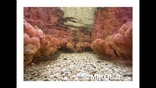 Caño Cristales y su biodiversidad  Colombia Mikolji HD