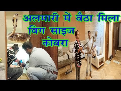 snake in the city girl name इंडियन cobra | अलमारी में बैठा मिला बिग साईज कोबरा | कमल चौधरी Mobile No.9755695959 and 9098099964