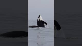 Orcas Hunting Humpback Whale On Our Tour Today