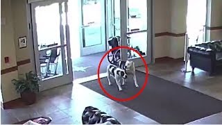 When These Escaped Pit Bulls Walked Into A Hospital, Onlookers Stood Frozen To The Spot