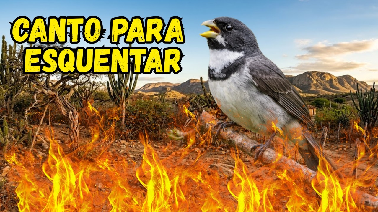 Pássaro Coleiro Grego Cantando e Chamando na Natureza Som Incrível