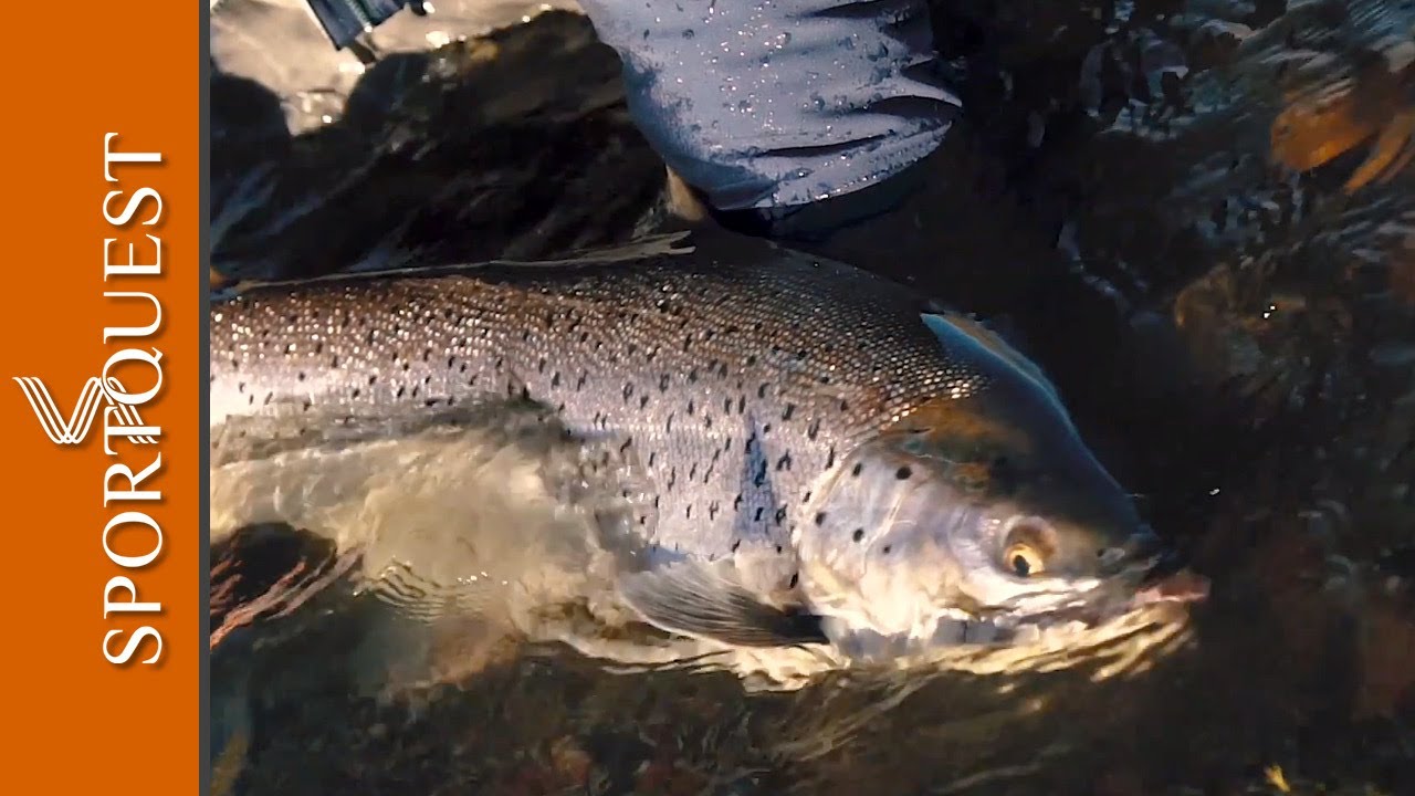 Just an average day Sea Trout Fishing at Las Buitreras Lodge, Argentina