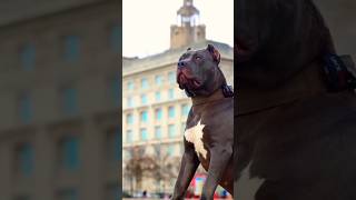 Hulk Dog Black Hulk Pitbull Dog Status #youtubeshorts #ytshorts #pitbulldog #shorts #hulk #dog