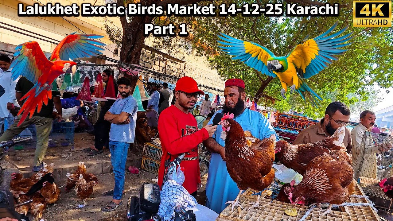 Lalukhet Exotic Birds Market 14-12-25 Part 1 Karachi  Rare and Unique Birds  Parrots Hen and Rooster