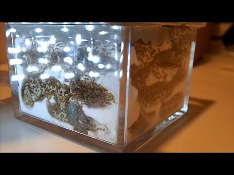 引越し編 自作アリ飼育ケースの製作 自作アリ飼育セット 蟻の巣 キイロシリアゲアリ Formicarium Of My Own Work 自由研究 昆虫観察 動画 女王アリ 働きアリ Youtube