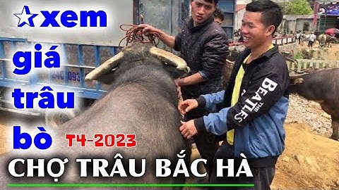 TỔNG HỢP GIÁ TRÂU BÒ HIỆN NAY CHỢ PHIÊN BẮC HÀ - CHỢ TOÀN TRÂU TO VÀ ĐẸP