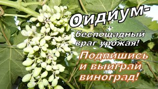 ОИДИУМ - коварная болезнь винограда.Саженцы-подарки АВАТАР, ДАШУНЯ, ГОЛД ФИНГЕР, ИЛЛАРИЯ, ПРОДЮССЕР!