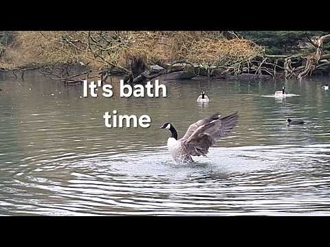 Canada Geese Bathing & Preening 🪿 Pond Drama with Egyptian Geese in Flight