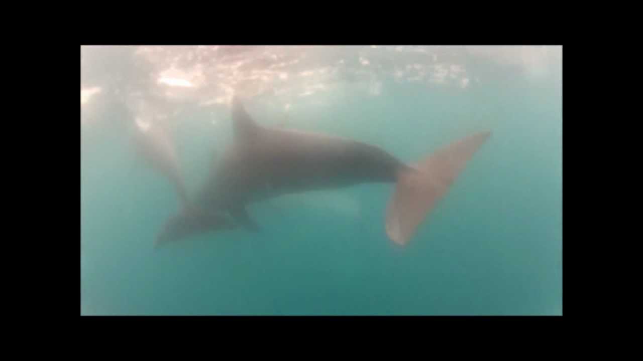 Mikura-jima - Freediving with dolphins.wmv