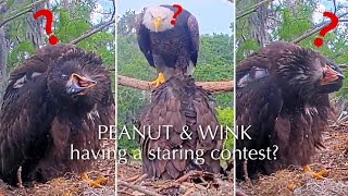 #552🦅PEANUT🐥75°(🏥BRUTUS🐥80°)／Winter Park Eagle Nest 2026／Against All Odds:One-Eyed Mom／WINK💗ATLAS