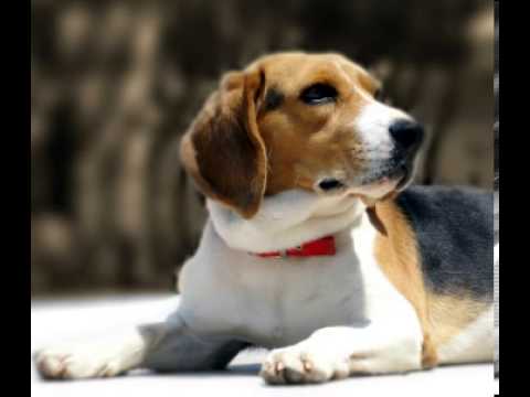 Video: Quando i beagle invecchiano?