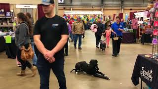 Bethlehem Dog Trainers: Off Leash K9 Training ||| 1 year old Great Dane, Tank