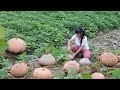 【二米炊烟】Pumpkins 收穫100多個南瓜，烹飪美味的南瓜宴