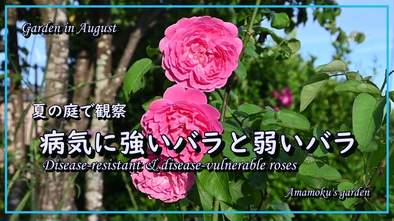 Observed In My Garden In August Disease Resistant Roses And Weak Roses Black Spot Powdery Mildew Youtube