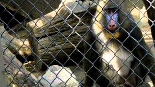 baboon butt