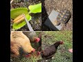 GrubTerra black soldier fly larvae for chickens, reptiles, Venus flytraps traps? link below 10% off.