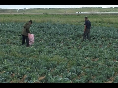 Сбор урожая