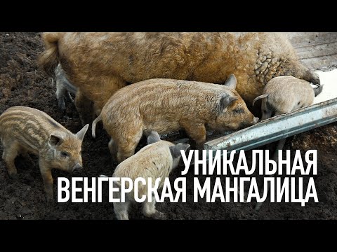 РАЗВОДИМ УНИКАЛЬНУЮ ПОРОДУ СВИНЕЙ МАНГАЛИЦА! ПОЛЬЗА И ЦЕННЕЙШИЕ КАЧЕСТВА!