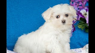 Maltese Puppies for Sale