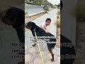 #rottweiler #puppy #dog #shortvideo #fypシ #doglife #animalshorts #ytshorts #shorts #highlights #seo
