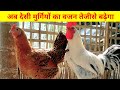 देसी मुर्गियों का वजन तेजीसे बढ़ाना हे तो ये तीन काम जरूर करे(Local chicken farming  )