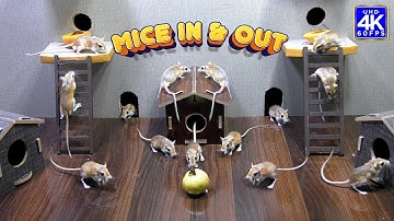 Cat TV games for cats to watch: Ultimate Mice Hide & Seek - 8 Hours of Entertainment - 4K UHD 60FPS