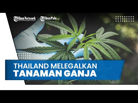 Video: Apa negara pertama yang melegalkan ganja?